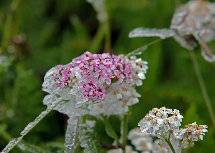 De L'hospice אורחן *