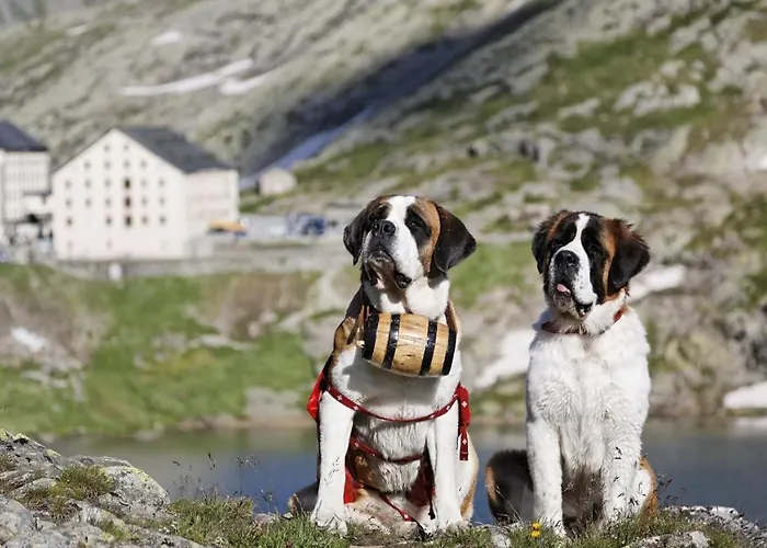 De L'hospice אורחן